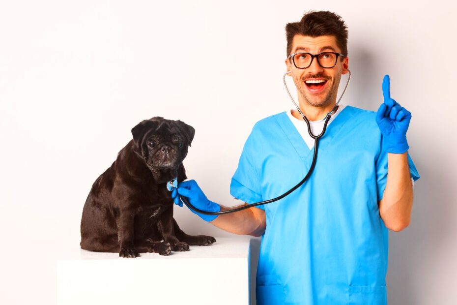 premio cfmv de jornalismo sobre medicina veterinaria